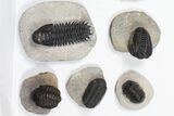 Lot: Assorted Devonian Trilobites - Pieces #84731-2